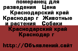 померанец для разведения › Цена ­ 30 000 - Краснодарский край, Краснодар г. Животные и растения » Собаки   . Краснодарский край,Краснодар г.